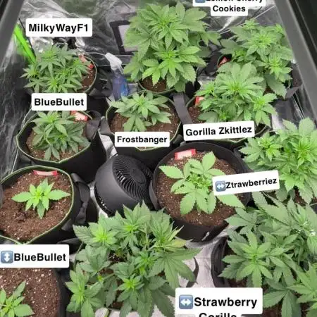FastBuds MultiRun