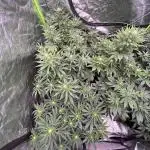 FastBuds MultiRun