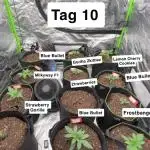 FastBuds MultiRun