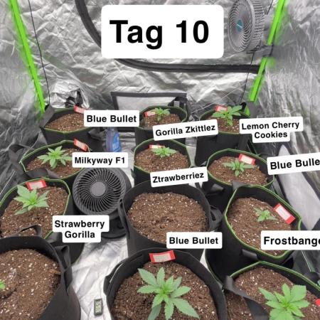 FastBuds MultiRun