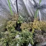 FastBuds MultiRun