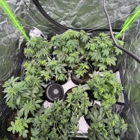 FastBuds MultiRun