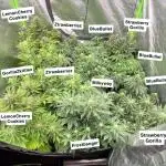 FastBuds MultiRun