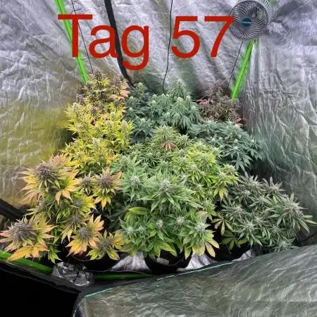 FastBuds MultiRun