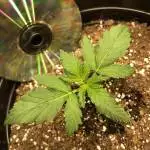 Garage Grow