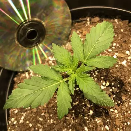 Garage Grow
