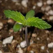 Hulkberry Auto & Northern Light Auto