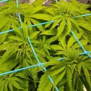 White Widow