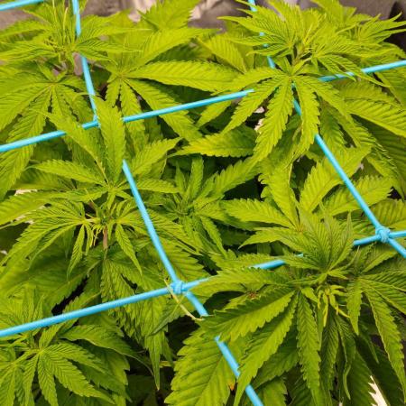 White Widow
