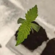 White Widow