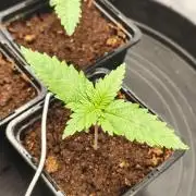 White Widow