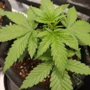 White Widow