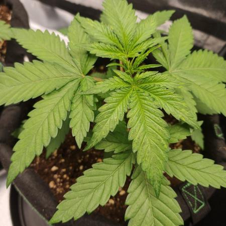 White Widow