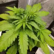 White Widow