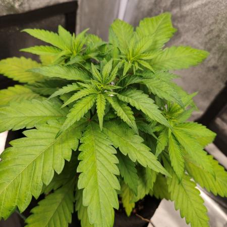 White Widow