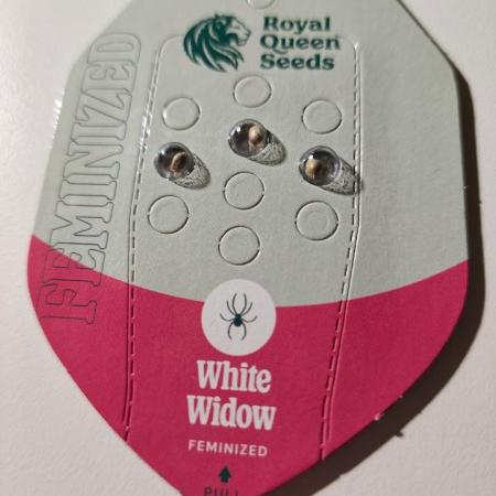 White Widow