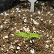 Hulkberry Auto & Northern Light Auto