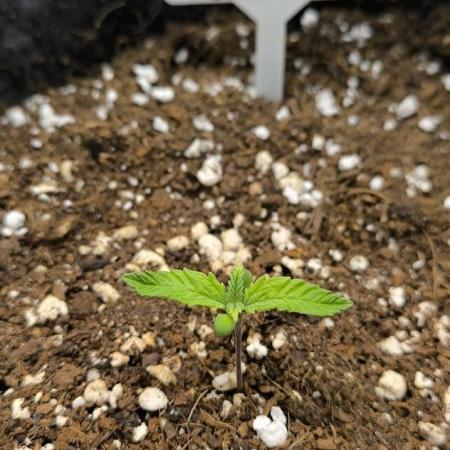 Hulkberry Auto & Northern Light Auto