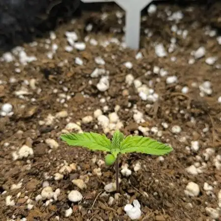 Hulkberry Auto & Northern Light Auto