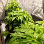 White Widow
