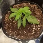 critical kush barney's