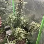 Green Gelato Auto