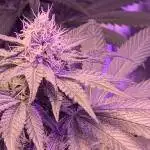 Lilac diesel RBX2