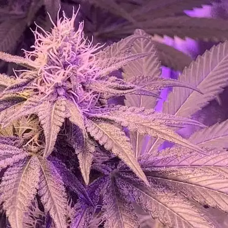 Lilac diesel RBX2