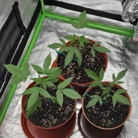 Green-O-Matic grow diary.