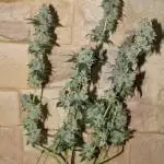 First diaries / Banana OG Kush