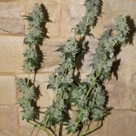 First diaries / Banana OG Kush