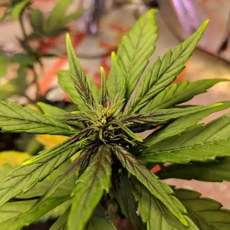 Sweet Seeds Indoor Grow