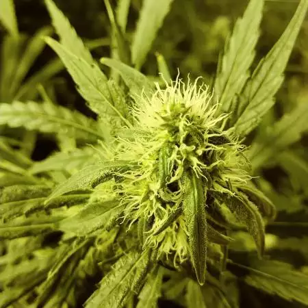 Over-vegged variety 