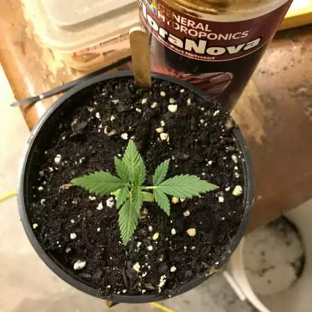 Newbiedoobie