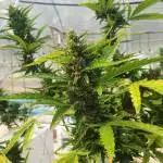 202_Red Banana Berry Auto