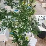 220_HG2 Auto