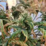 50_Cherry Cola