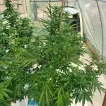 216_HG3 Auto