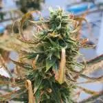 47_Amnesia Zkittlez