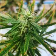 69_Sherbet Queen auto