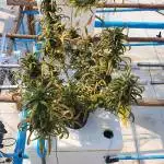 51_Cherry Cola