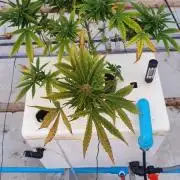 80_Mimosa Auto