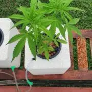 121_Orange Sherbet Auto