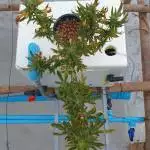 33_Gorilla Zkittlez 