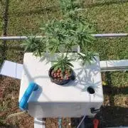 81_Purple Queen Auto
