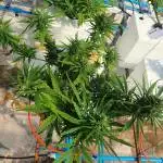 127_Gorilla Punch Auto_ChampionSet