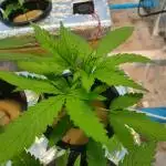 243_Bruce Banner Auto