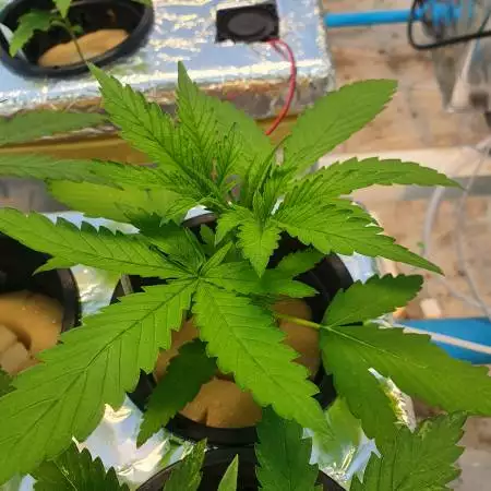 243_Bruce Banner Auto