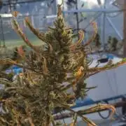 38_Banana Purple Punch 