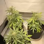 Gelato Cookies Automatic